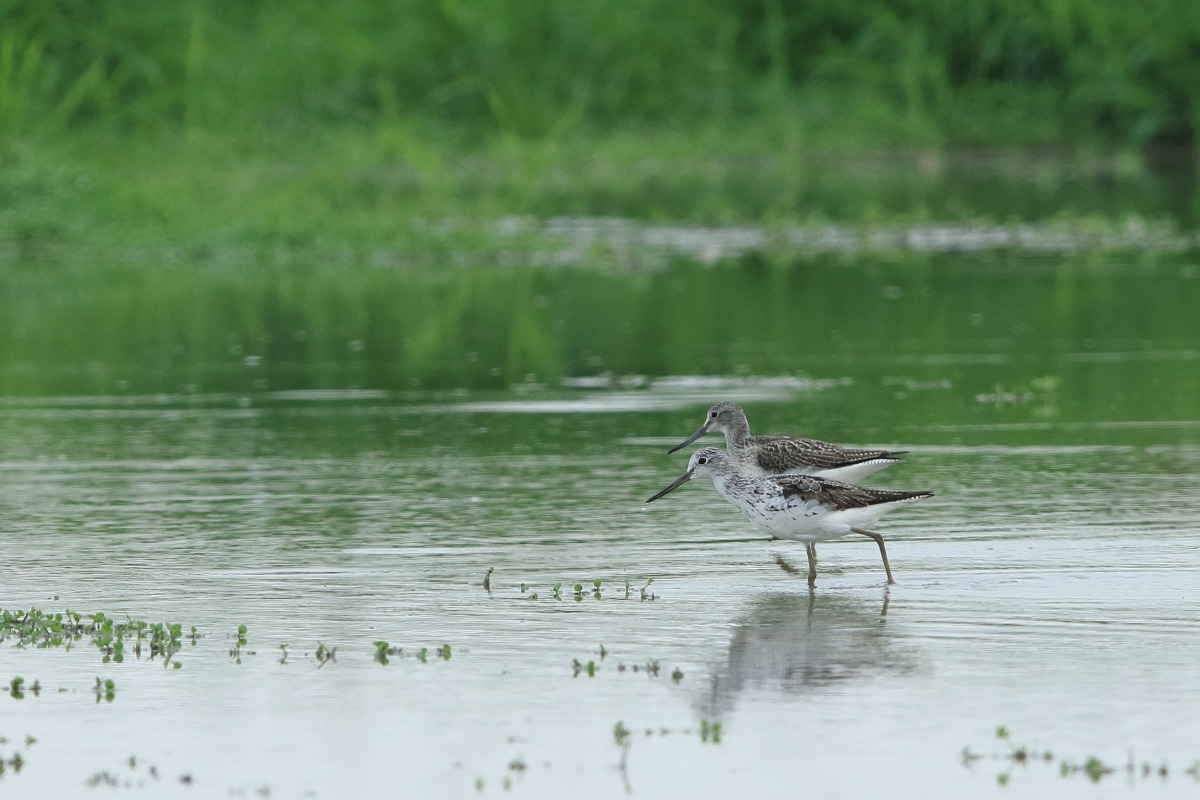 アオアシシギ ② 夏羽から換羽中 ?_f0369315_20493471.jpg