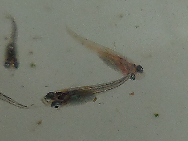 e0097534_21121460.jpg