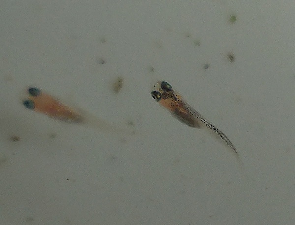 e0097534_21122452.jpg