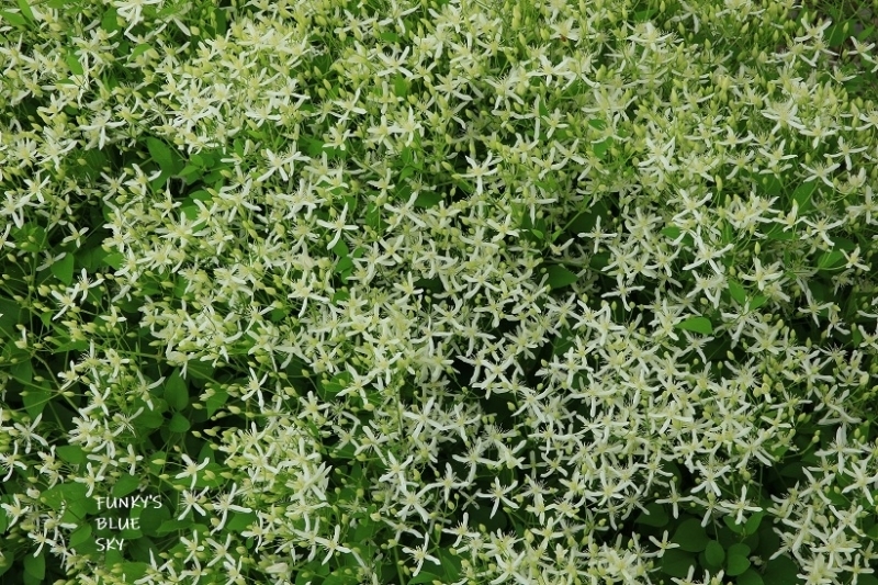 c0145250_11453894.jpg