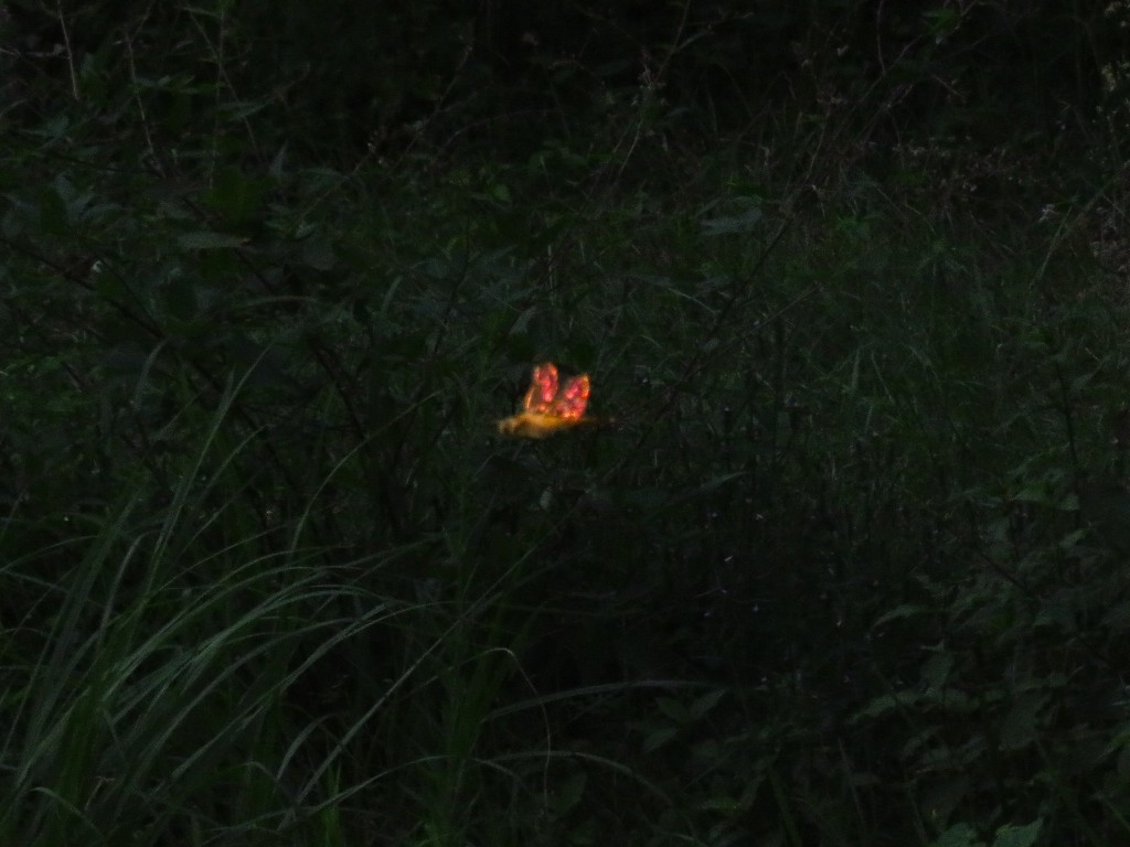 a0018655_08074836.jpg