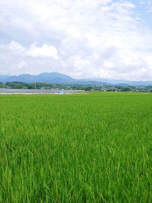砂田米 花から頭を垂れ始めるまで!今年も順調に黄金色に色づき始めました!_a0254656_17015191.jpg