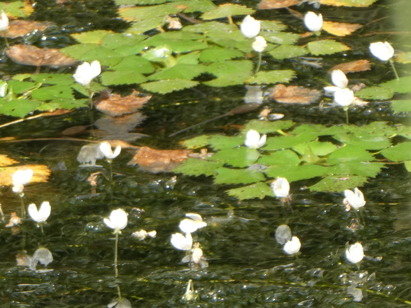 炎天下の草刈りは厳しい・・・孝子の森_c0108460_17172759.jpg