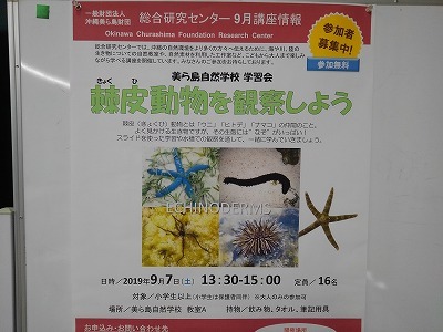 棘皮動物講座 沖縄生活 棘皮動物講座 沖縄生活