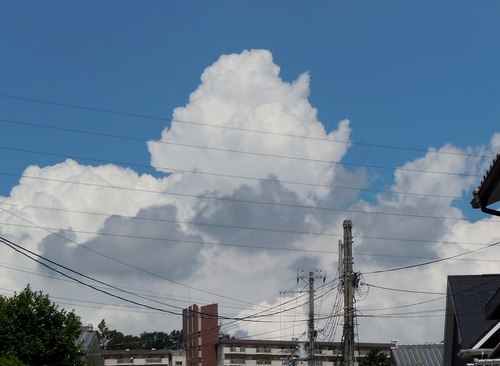 炎天、名残りの花が ・・・_b0102572_18234456.jpg