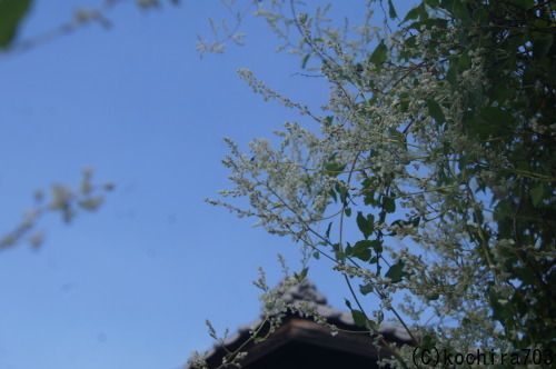 e0181373_21005387.jpg
