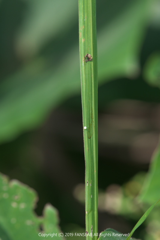 ミヤチャの卵探索(9月上旬)_f0090680_1421590.jpg