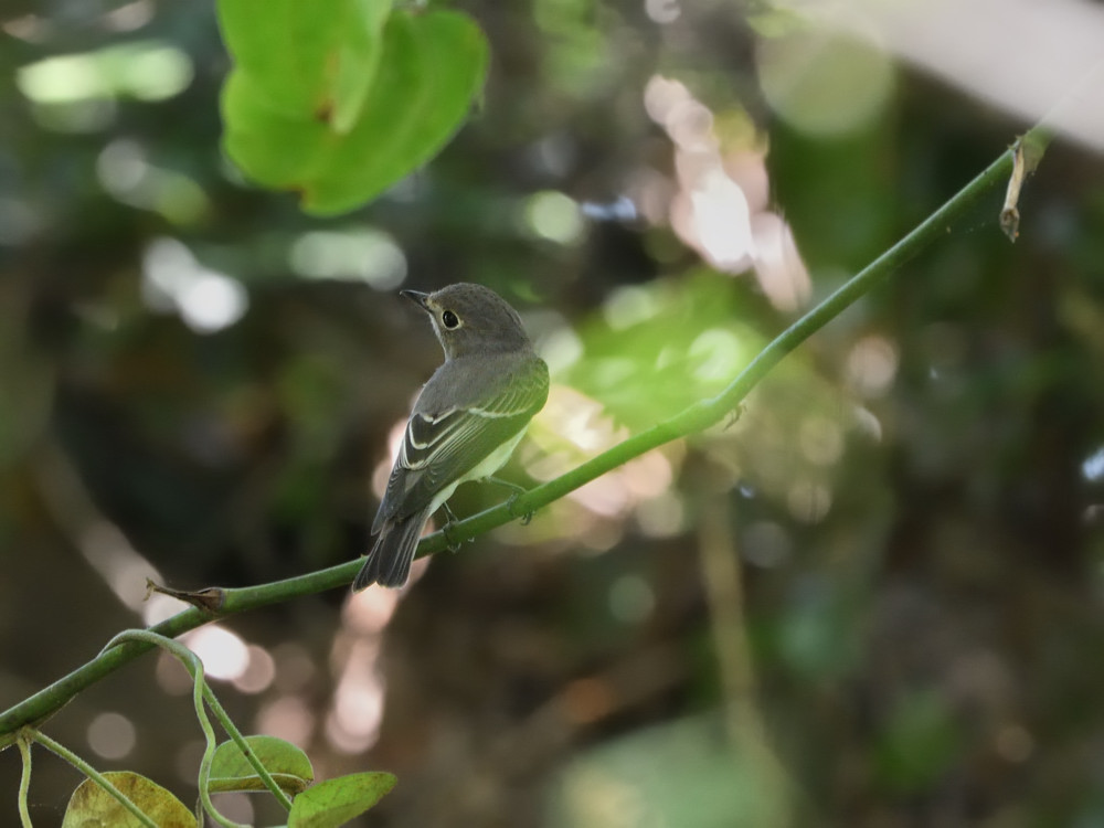 2019 09 10 今日はサンショウ食べられず・・・近見山_a0143491_22092005.jpg