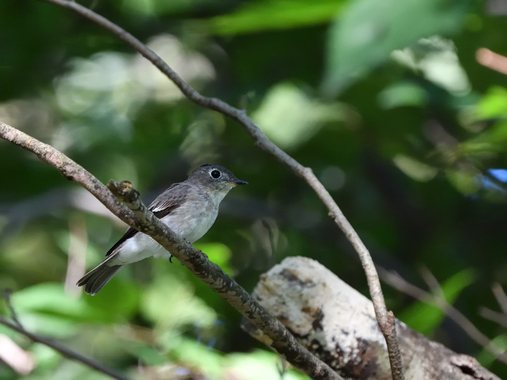 2019 09 10 今日はサンショウ食べられず・・・近見山_a0143491_22092468.jpg