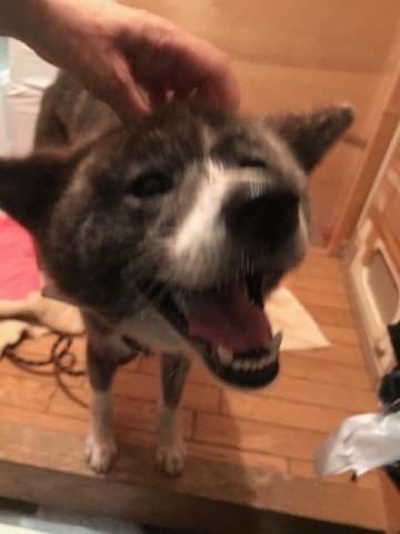 来ました、秋田犬♪_f0242002_13063512.jpg