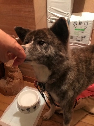 来ました、秋田犬♪_f0242002_13065870.jpg