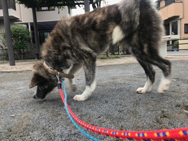 来ました、秋田犬♪_f0242002_13070921.jpg