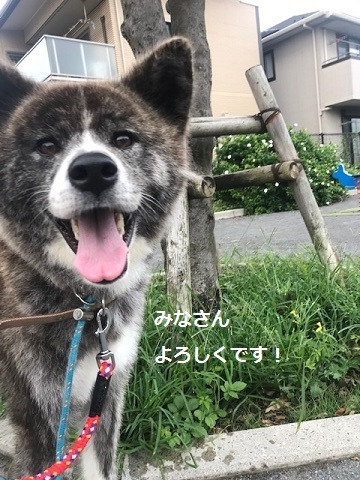 来ました、秋田犬♪_f0242002_13102483.jpg