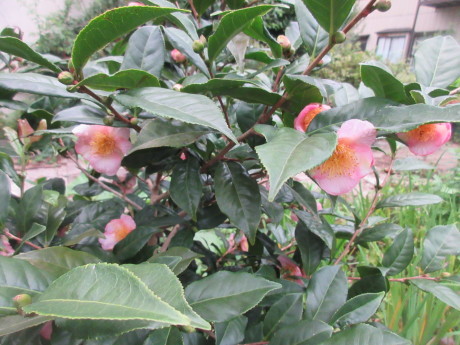 a0203003_21172951.jpg