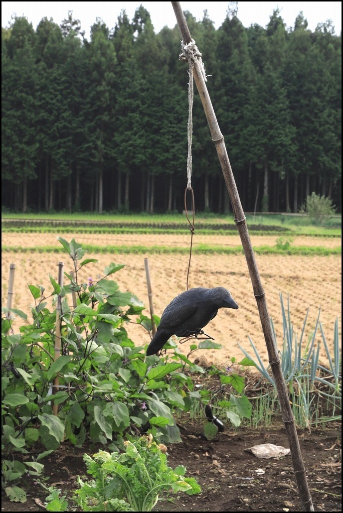 カラスのすずめ脅かしかな?_a0188405_13480047.jpg
