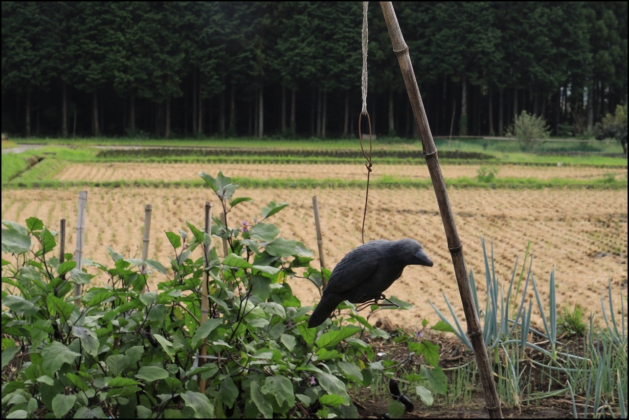 カラスのすずめ脅かしかな?_a0188405_13480884.jpg