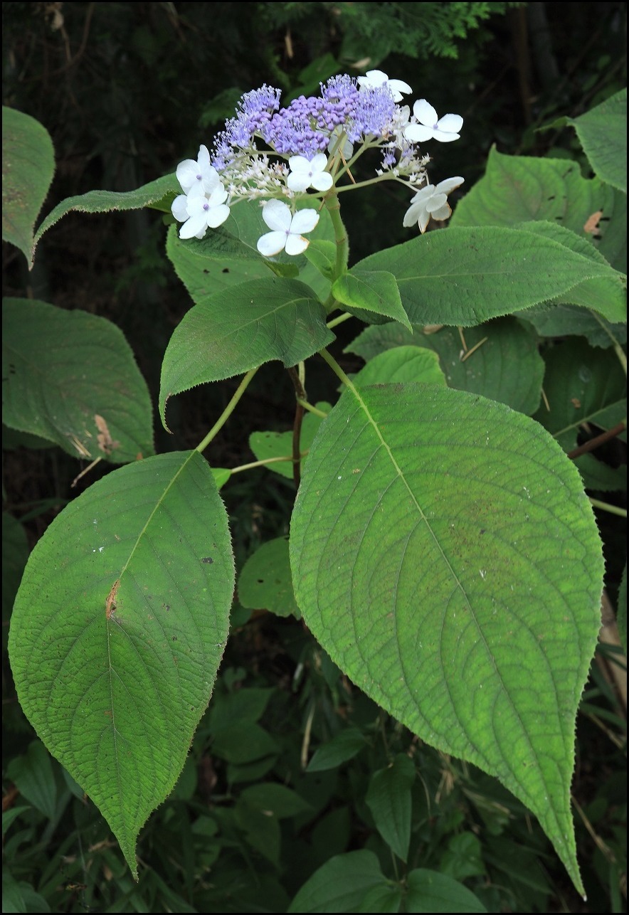 山アジサイの花で舞うアサギマダラ_a0188405_19213611.jpg