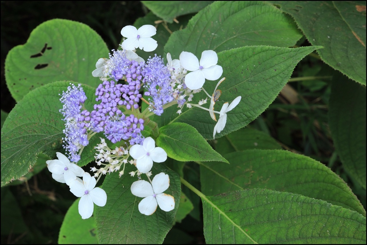 山アジサイの花で舞うアサギマダラ_a0188405_19214668.jpg