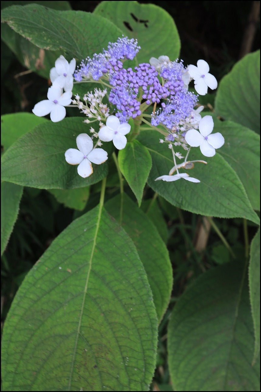 山アジサイの花で舞うアサギマダラ_a0188405_19215775.jpg