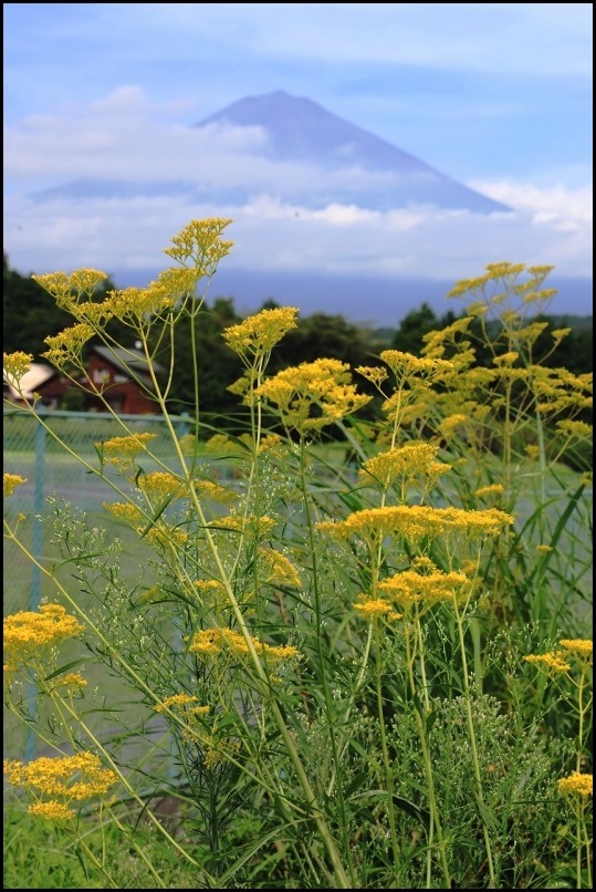 女郎花と富士山_a0188405_20122050.jpg