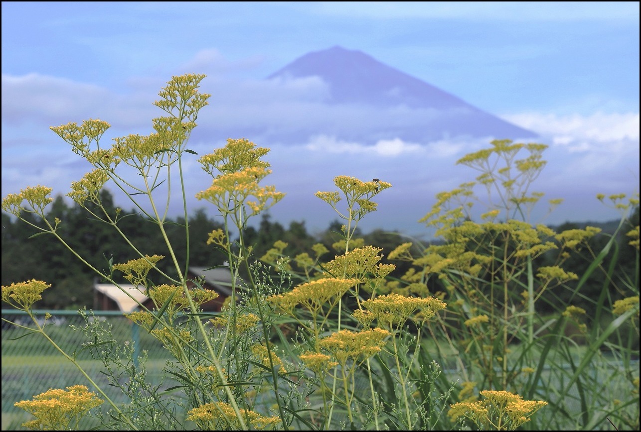 女郎花と富士山_a0188405_20122885.jpg