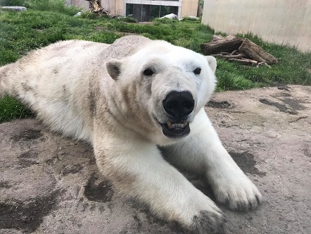 アメリカ バッファロー動物園のルナの成長 そして繁殖成功への期待 Polarbearology Conjectaneum