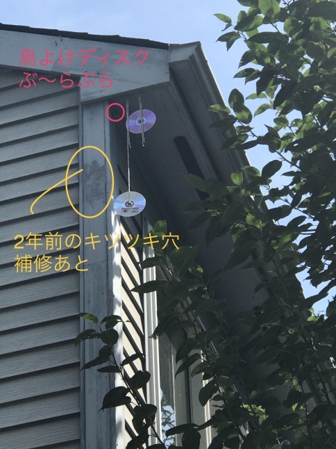 勝ち目はあるかしら_b0365715_02354945.jpg
