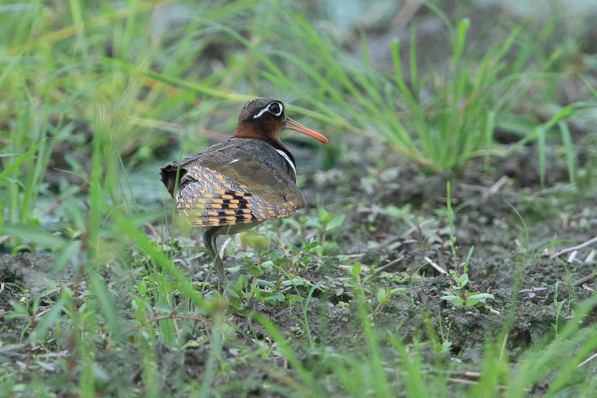 タマシギ ① 玉すだれ_f0369315_14015201.jpg