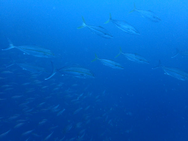 d0164831_08494317.jpg