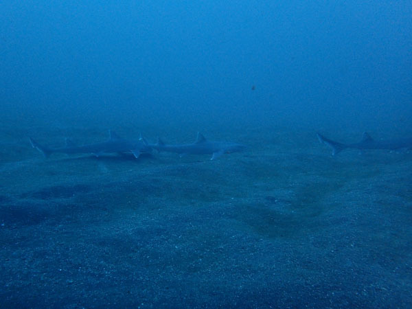 d0164831_08494475.jpg