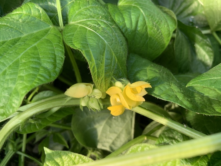 小豆の花 今日の一枚 小豆の花 今日の一枚
