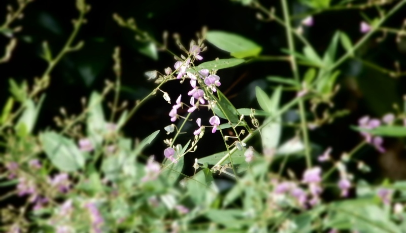 f0374041_07210181.jpg