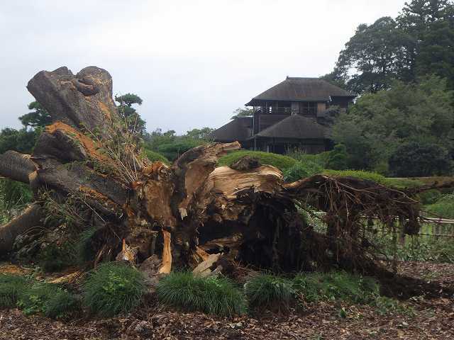 台風15号 偕楽園 左近の桜が倒れました みとぶら