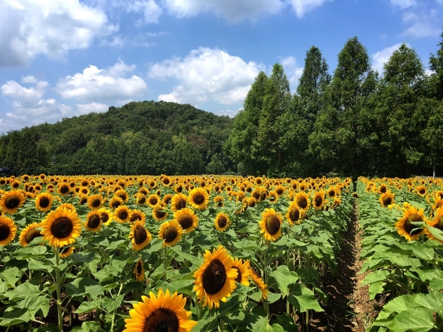 今年の、ひまわり 2019_f0191444_13262958.jpg