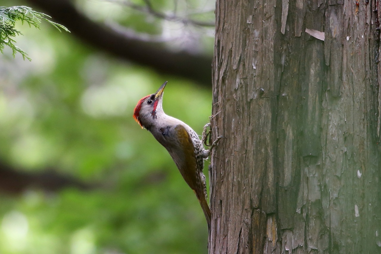 綺麗な背景で撮れたアオゲラ t hの野鳥写真 綺麗な背景で撮れたアオゲラ t hの野鳥写真