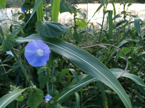 a0152454_06522111.jpeg