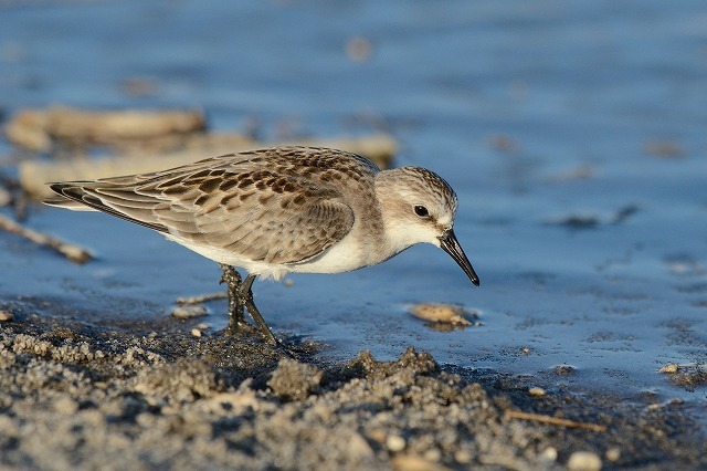 トウネン 大いなる旅路