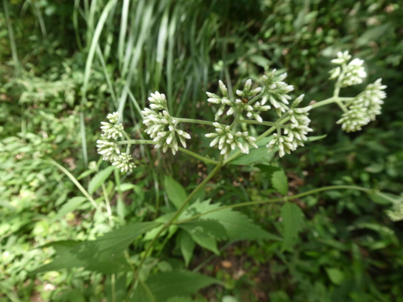 炎天下の草刈りは厳しい・・・孝子の森_c0108460_10491527.jpg