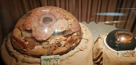 咲くやこの花館ラフレシア Yukoの花の部屋 咲くやこの花館ラフレシア Yukoの花の部屋