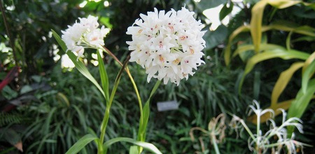 咲くやこの花館ラフレシア Yukoの花の部屋 咲くやこの花館ラフレシア Yukoの花の部屋
