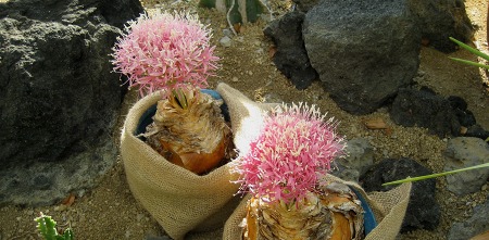 咲くやこの花館ラフレシア Yukoの花の部屋 咲くやこの花館ラフレシア Yukoの花の部屋