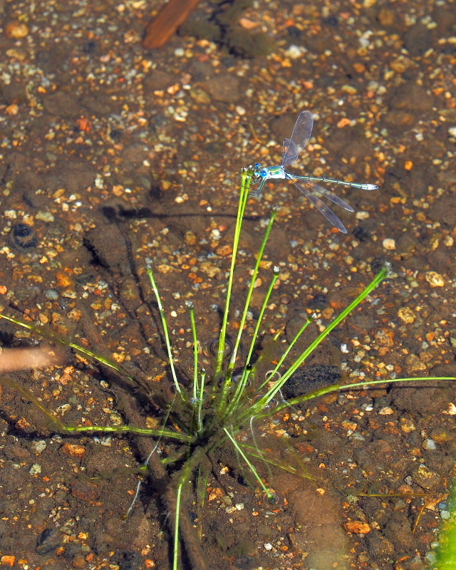 c0305565_17374232.jpg