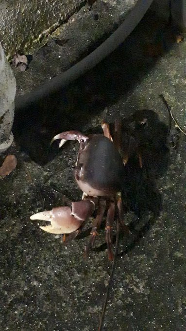 2019/9/2-7最後の八重山旅行(西表島台風・竹富島・石垣島);総決算リンク追加中_b0116271_16530280.jpg
