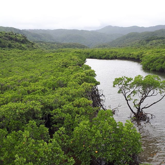2019/9/2-7最後の八重山旅行(西表島台風・竹富島・石垣島);総決算リンク追加中_b0116271_17013122.jpg