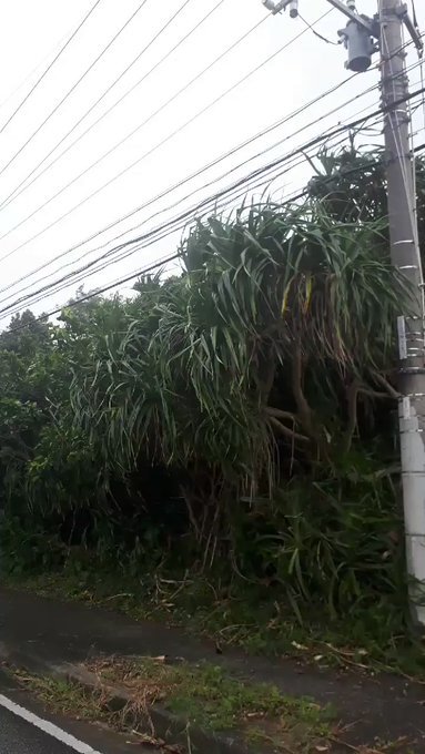 2019/9/2-7最後の八重山旅行(西表島台風・竹富島・石垣島);総決算リンク追加中_b0116271_17444293.jpg