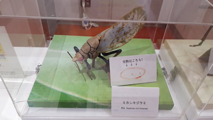 2019/9/2-7最後の八重山旅行(西表島台風・竹富島・石垣島);総決算リンク追加中_b0116271_18094877.jpg