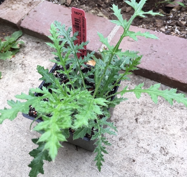 Roger\'s Gardensで秋の庭の準備_e0350971_14155489.jpg