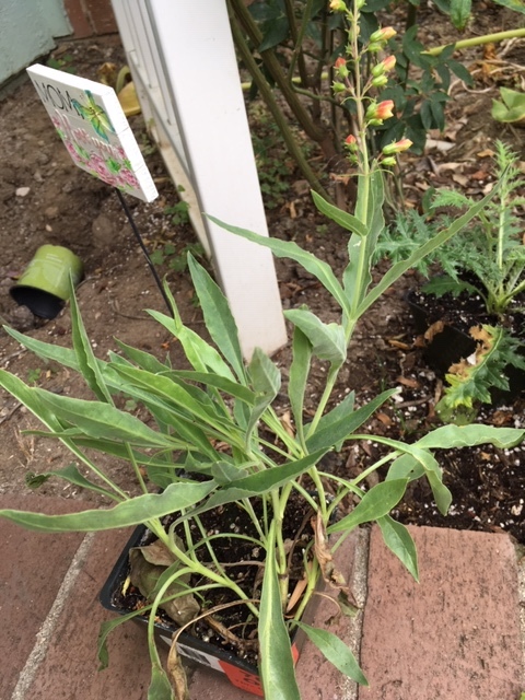 Roger\'s Gardensで秋の庭の準備_e0350971_14253543.jpg