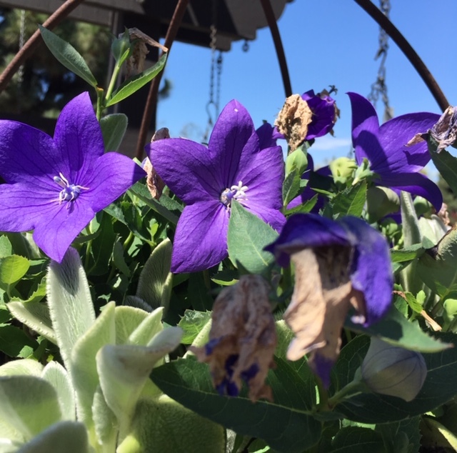 Roger\'s Gardensで秋の庭の準備_e0350971_14282698.jpg