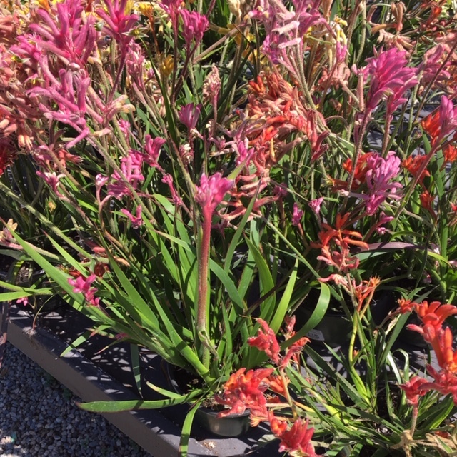 Roger\'s Gardensで秋の庭の準備_e0350971_14295330.jpg